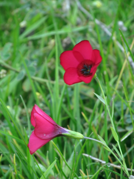 scarlet flax / Linum grandiflorum: _Linum grandiflorum_ has large, red, 5-petalled flowers; it is native to Algeria.