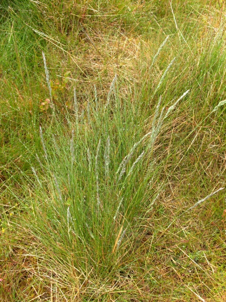 sheep’s fescue / Festuca ovina: Habitus