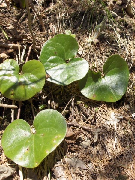 asarabacca / Asarum europaeum: _Asarum europaeum_ is native to woodland in central and eastern Europe; its shiny leaves often conceal the inconspicuous flowers.