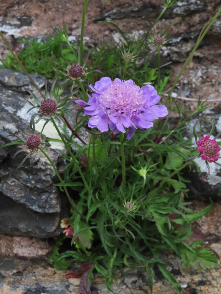 small scabious / Scabiosa columbaria: _Scabiosa columbaria_ grows in calcareous grassland in England and parts of Wales and south-eastern Scotland.