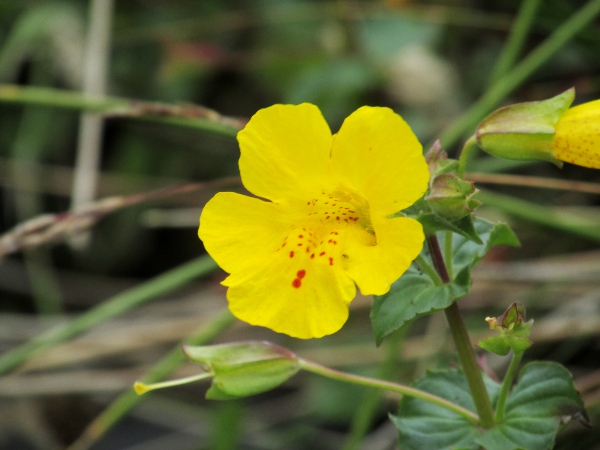 hybrid monkeyflower / Erythranthe × robertsii