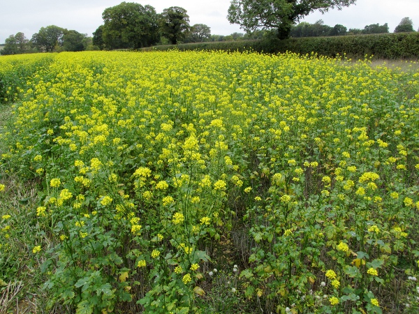 white mustard / Sinapis alba: _Sinapis alba_ is grown for its seeds, and as a green manure.