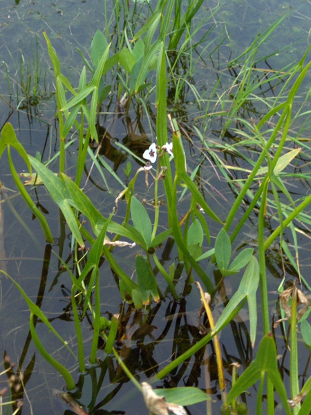 arrowhead / Sagittaria sagittifolia: _Sagittaria sagittifolia_ grows along waterways across much of England and Ireland.