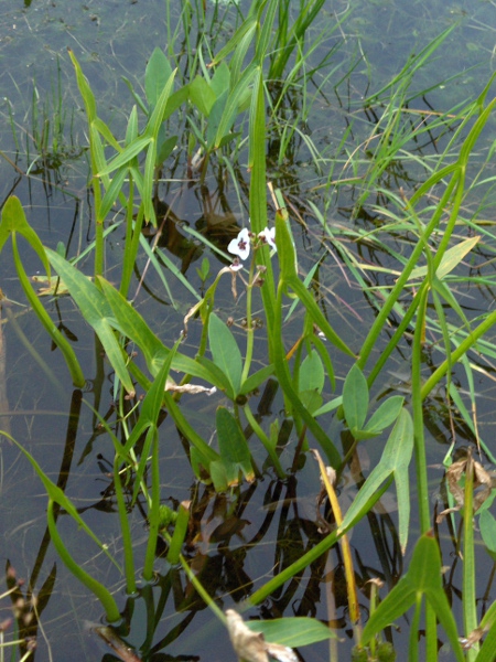 arrowhead / Sagittaria sagittifolia