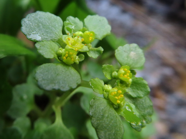 opposite-leaved golden saxifrage / Chrysosplenium oppositifolium: The flowers of _Chrysosplenium oppositifolium_ have 4 sepals, no petals, 8 stamens and 2 stigmas.