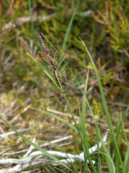 common sedge / Carex nigra: The utricles of _Carex nigra_ are unbeaked and are often suffused with a dark pigment.
