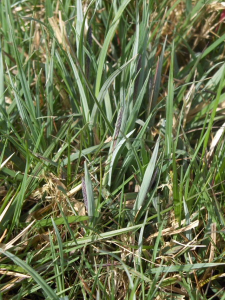 glaucous sedge / Carex flacca: _Carex flacca_ is a common and usually glaucous sedge of neutral and calcareous grassland.