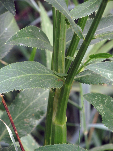 greater water-parsnip / Sium latifolium: The stems of _Sium latifolium_ have 7 rounded grooves, and the leaflets are tapered to the base or slightly stalked.