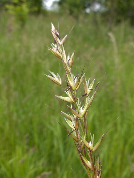 red fescue / Festuca rubra: Flowers at anthesis