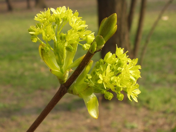 Norway maple / Acer platanoides: The flowers of _Acer platanoides_ emerge before the leaves.