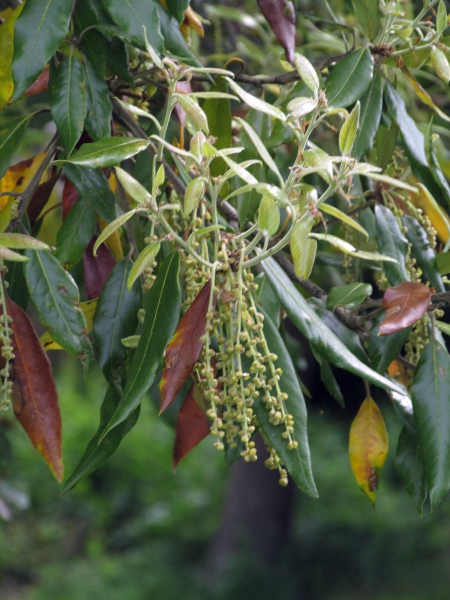 holm oak / Quercus ilex: Leaves and catkins of male flowers