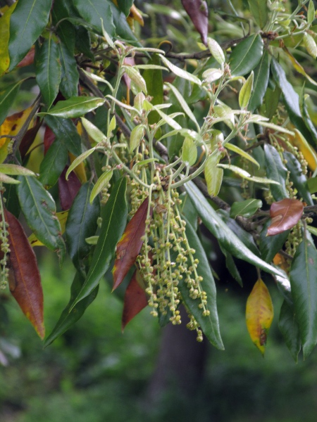 holm oak / Quercus ilex