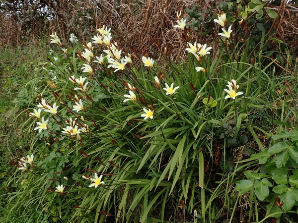 plain harlequin-flower / Sparaxis grandiflora: _Sparaxis grandiflora_ is a species native to the Cape Province of South Africa, but naturalised in the Isles of Scilly (VC1) and on Sark (VC113).