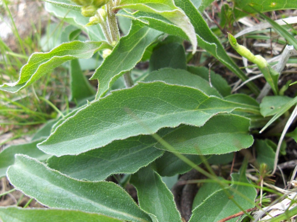 goldenrod / Solidago virgaurea: The leaves of _Solidago virgaurea_ have pinnate veins, unlike the largely parallel-veined leaves of _Solidago canadensis_, _Solidago gigantea_ and _Solidago sempervirens_.