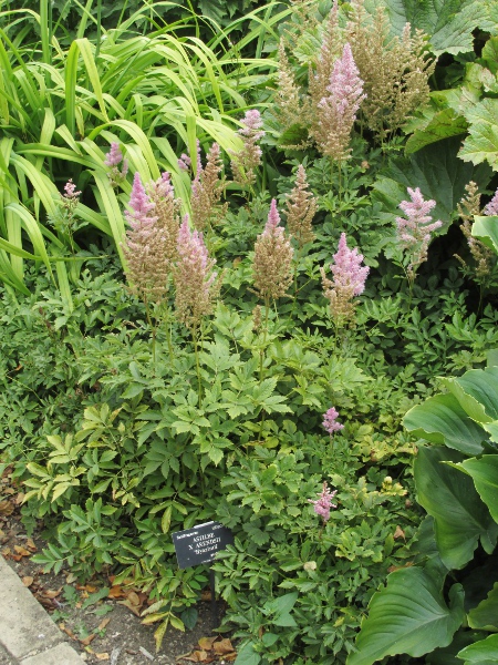 red false buck’s-beard / Astilbe × arendsii: _Astilbe_ × _arendsii_ is a garden hybrid between _Astilbe japonica_ and _Astilbe chinense_.