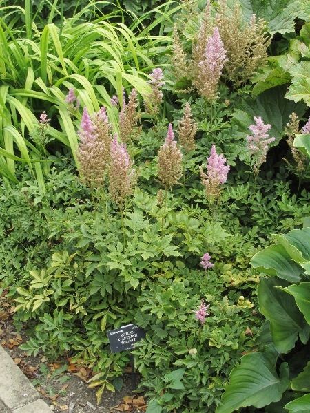 red false buck’s-beard / Astilbe × arendsii