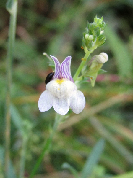 pale toadflax / Linaria repens