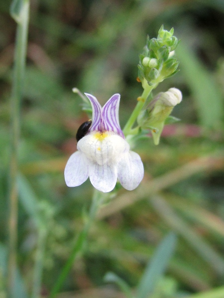 pale toadflax / Linaria repens: _Linaria repens_ differs from _Linaria purpurea_ in having a short, straight spur behind the flower, and an orange patch on the boss on the lower corolla-lip.