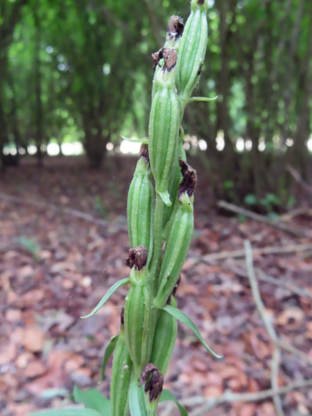 white helleborine / Cephalanthera damasonium: The fruit of _Cephalanthera damasonium_ is elongated and held vertically upwards; the ovary is typically straight, unlike _Cephalanthera longifolia_.