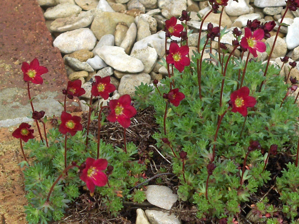 rockery saxifrage / Saxifraga 