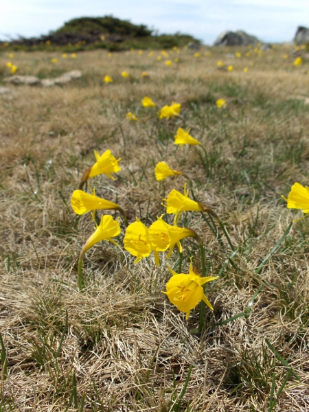 hoop-petticoat daffodil / Narcissus bulbocodium: _Narcissus bulbocodium_ is a distinctive daffodil with very narrow tepals and a broad, funnel-shaped corona; it is native to Morocco, Iberian Peninsula and south-western France.