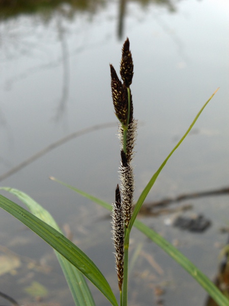 greater pond-sedge / Carex riparia: _Carex riparia_ has longer glumes and utricles than _Carex acutiformis_, and blunter ligules.
