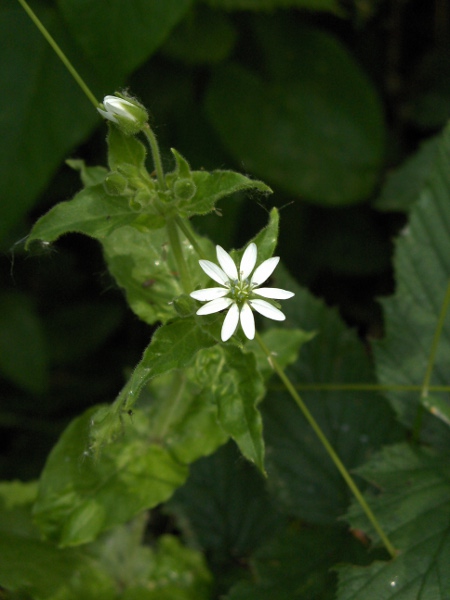 water chickweed / Stellaria aquatica: Unlike our other _Stellaria_ species, _Stellaria aquatica_ has 5 styles in each flower, not 3.