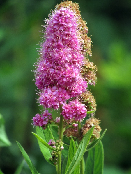 confused bridewort / Spiraea × pseudosalicifolia: _Spiraea_ × _pseudosalicifolia_ has elongated inflorescences of pink flowers.