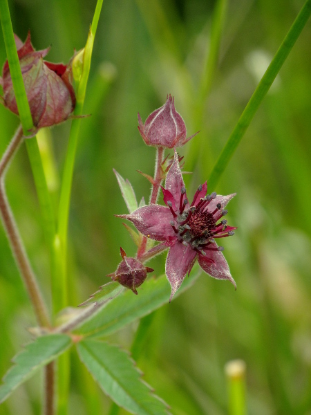 marsh cinquefoil / Comarum palustre: _Comarum palustre_ differs from _Potentilla_ species by its purple sepals and petals and long rhizomes and from _Geum rivale_ by the leaf shape lack of intercalary leaflets.