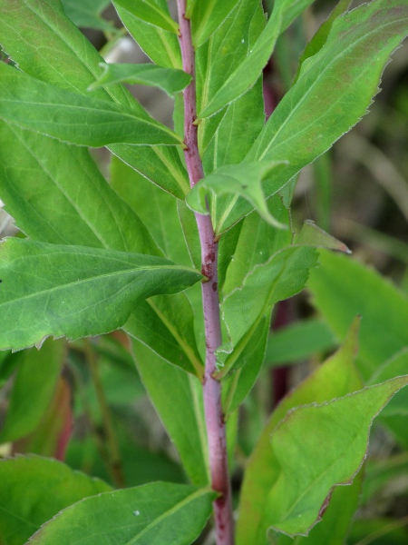 early goldenrod / Solidago gigantea