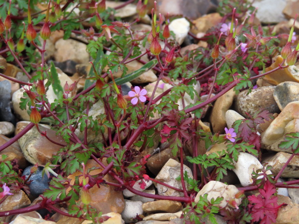 little robin / Geranium purpureum: _Geranium purpureum_ subsp. _forsteri_ is a prostrate form endemic to the coast of Hampshire and possibly Sussex.