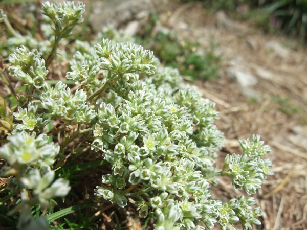 perennial knawel / Scleranthus perennis: _Scleranthus perennis_ subsp. _perennis_ grows at Stanner Rocks (VC43); a lower-growing subspecies (_S. perennis_ subsp. _prostratus_) is endemic to Breckland.