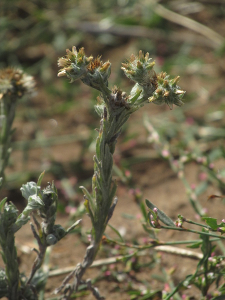 common cudweed / Filago germanica: The flower-heads of _Filago germanica_ are grouped into round clusters of 20–40, that are not overtopped by the nearest stem-leaves.