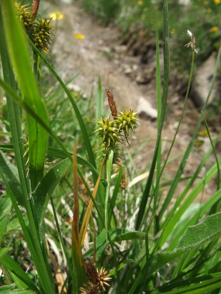 large yellow sedge / Carex flava
