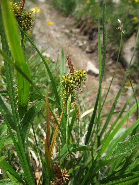 large yellow sedge / Carex flava: _Carex flava_ is found in two woodlands in northern England; it has the flexed utricle-beaks of _Carex lepidocarpa_, but with a nearly sessile male spike, longer, broader leaves and a longer, narrower, ligule.