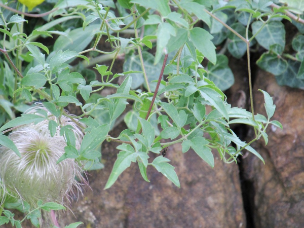 orange-peel clematis / Clematis tangutica