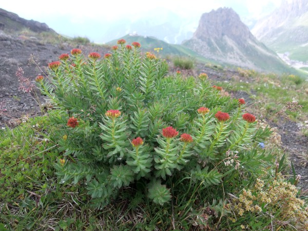 roseroot / Rhodiola rosea
: _Rhodiola rosea_ is an <a href="aa.html">Arctic–Alpine</a> plant; in the British Isles, it is found from Shetland to the Brecon Beacons and County Kerry.