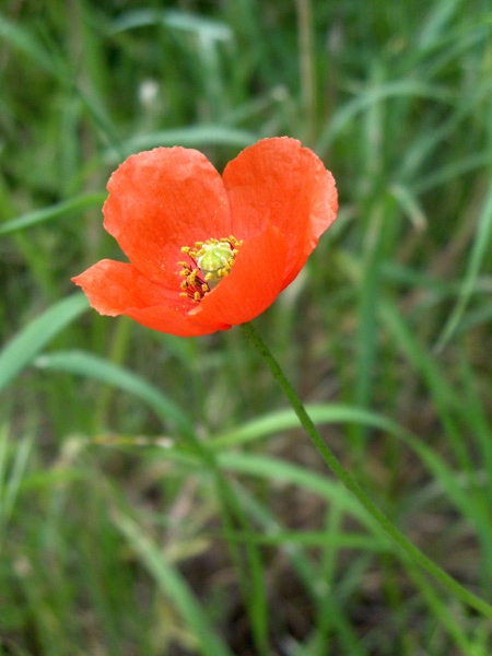 long-headed poppy / Papaver dubium: _Papaver dubium_ is more delicate than _Papaver rhoeas_, similar to _Papaver lecoqii_.