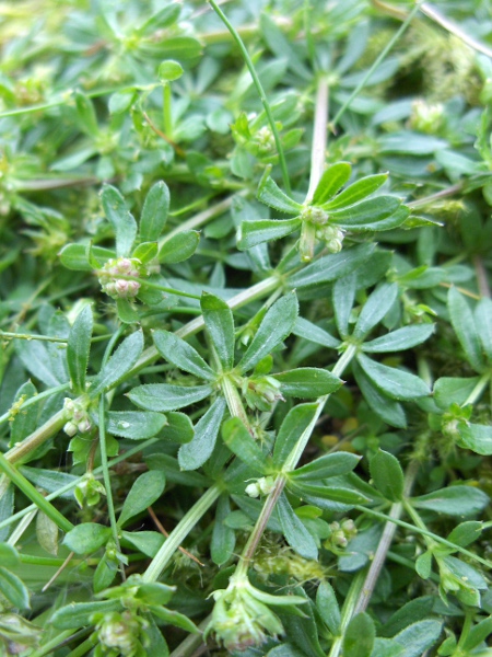 heath bedstraw / Galium saxatile: The leaves of _Galium saxatile_ have forward-pointing prickles along their margins, distinguishing it from _Galium sterneri_ and _Galium pumilum_.