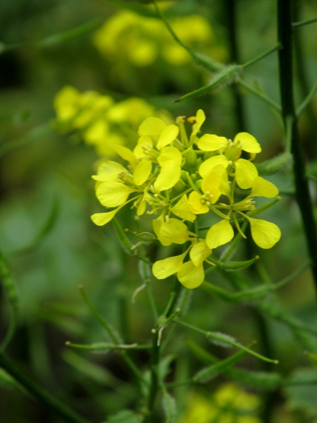 white mustard / Sinapis alba: Flowers