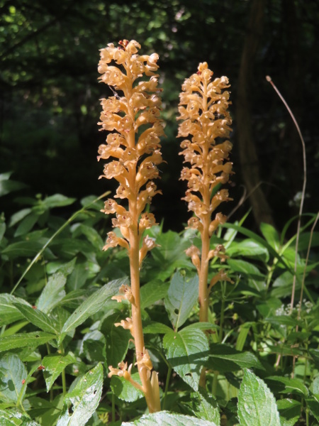 bird’s-nest orchid / Neottia nidus-avis: _Neottia nidus-avis_ is a <a href="parasite.html">saprophytic</a> orchid, with no leaves or green pigment; it grows in shady beech woods over limestone or chalk, most abundantly in southern England.