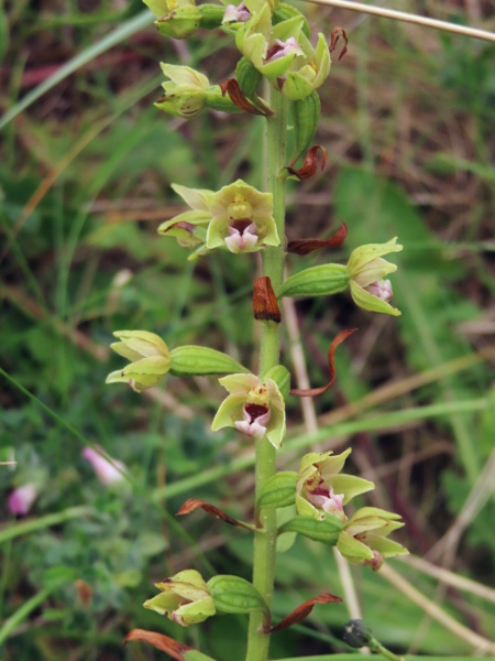 dune helleborine / Epipactis dunensis: _Epipactis dunensis_ differs from _Epipactis leptochila_ in its shorter labellum with a recurved tip.