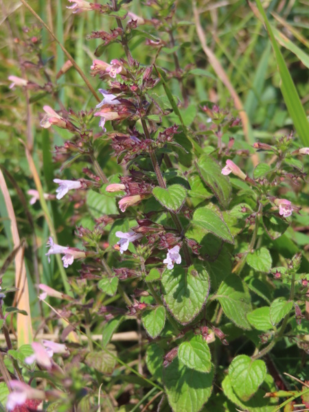 common calamint / Clinopodium ascendens: _Clinopodium ascendens_ has leaves up to 4 cm long, longer than those of _Clinopodium nepeta_.