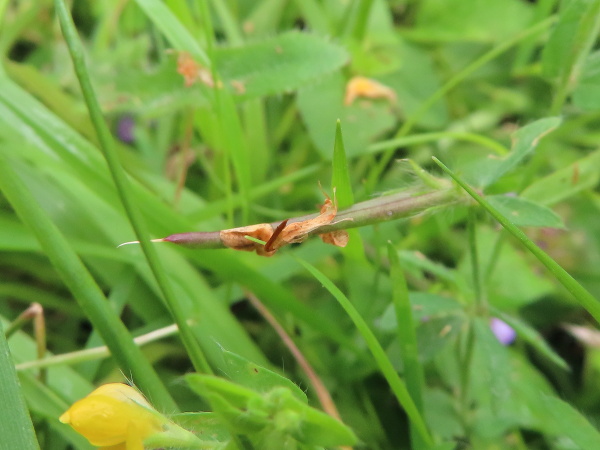 slender bird’s-foot trefoil / Lotus angustissimus