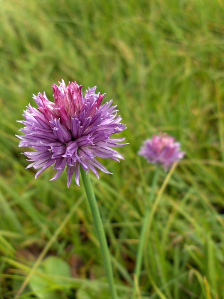 chives / Allium schoenoprasum: _Allium schoenoprasum_ has tubular leaves and flowers with stamens shorter than the tepals, where the filaments lack the lateral points seen in _Allium sphaerocephalon_ and _Allium vineale_.