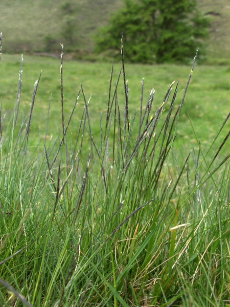 mat-grass / Nardus stricta: _Nardus stricta_ is common on moorland and heaths; its inflorescence comprises a single dark purple 1-flowered spikelet at each node along the stem.