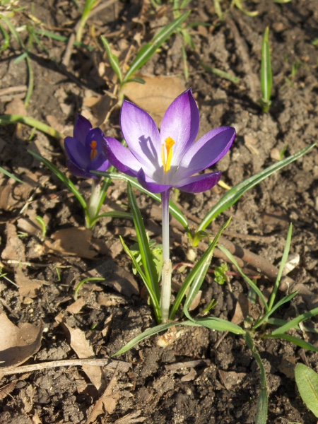 spring crocus / Crocus neapolitanus: _Crocus neapolitanus_ is our most frequent crocus; it is widely confused with _Crocus vernus_, but that species has flowers where the style is distinctly shorter than the stamens.