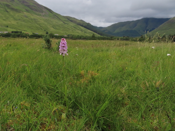 heath spotted orchid / Dactylorhiza maculata