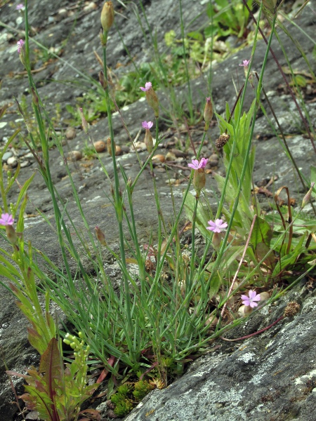 proliferous pink / Petrorhagia prolifera