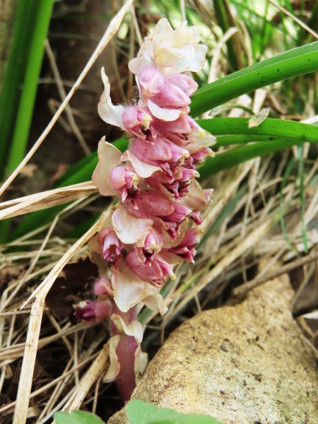 toothwort / Lathraea squamaria